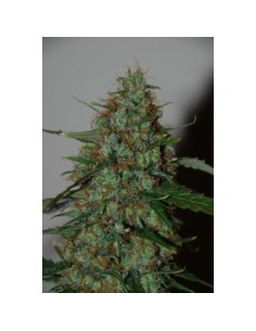 WORLD OF SEEDS - Wild Thailand Ryder Auto - 1