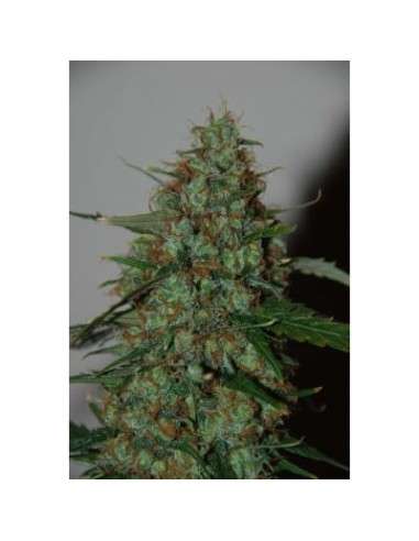 WORLD OF SEEDS - Wild Thailand Ryder Auto - 1