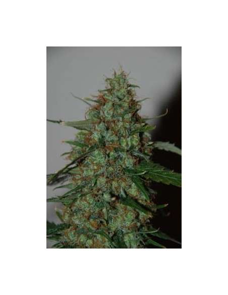WORLD OF SEEDS - Wild Thailand Ryder Auto - 1