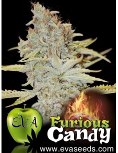 EVA SEEDS - Furious Candy - 1