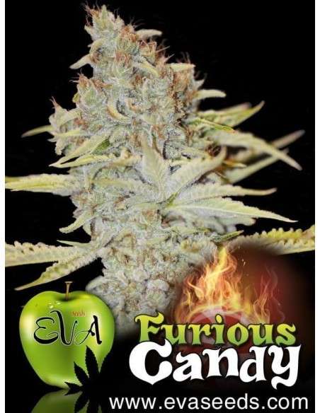 EVA SEEDS - Furious Candy - 1