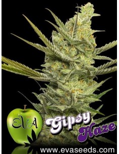 EVA SEEDS - Gipsy Haze - 1