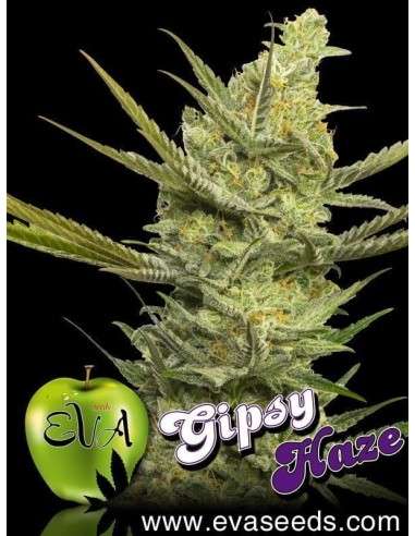 EVA SEEDS - Gipsy Haze - 1
