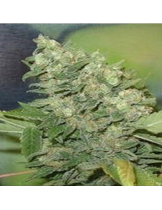 FANTASEEDS - Armageddon - 1