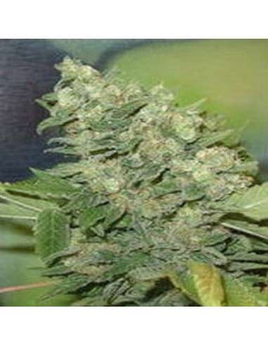 FANTASEEDS - Armageddon - 1