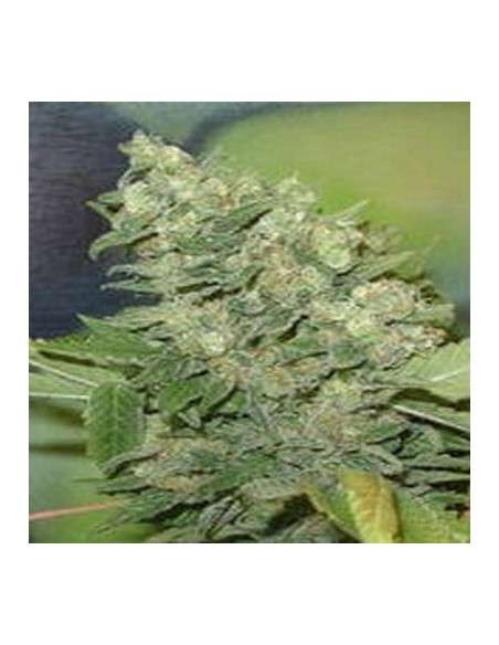 FANTASEEDS - Armageddon - 1