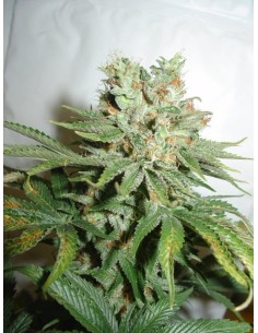 FANTASEEDS - Blue Haze - 1