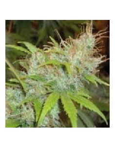FANTASEEDS - Orange Delight - 1