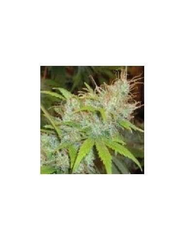 FANTASEEDS - Orange Delight - 1