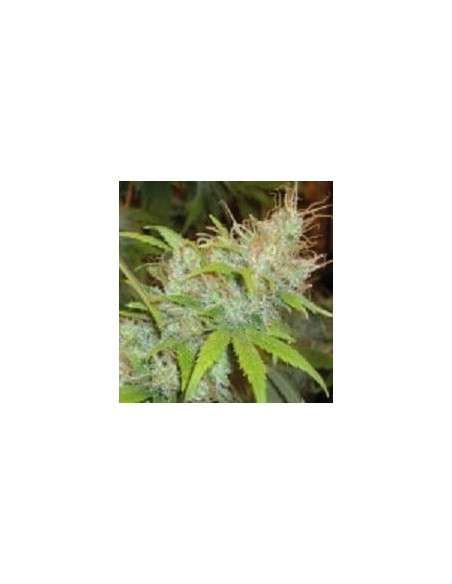FANTASEEDS - Orange Delight - 1