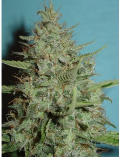 FANTASEEDS - Super Chrystal - 1