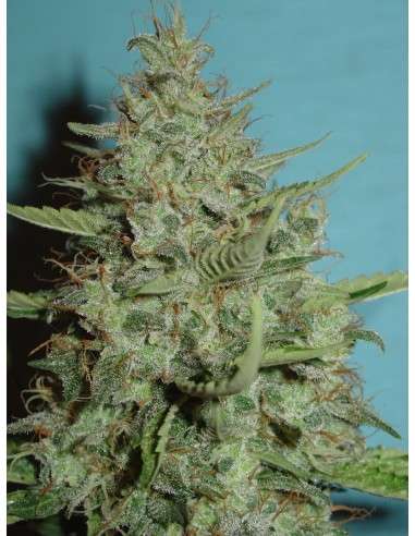 FANTASEEDS - Super Chrystal - 1