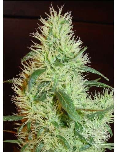 FANTASEEDS - White Widow - 1