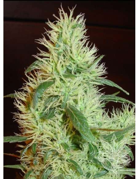 FANTASEEDS - White Widow - 1