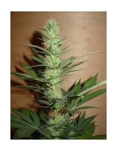 FANTASEEDS - Big Bud - 1