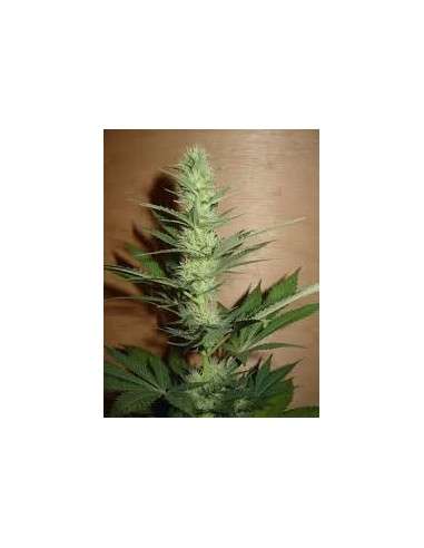 FANTASEEDS - Big Bud - 1