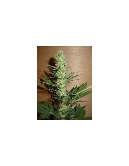 FANTASEEDS - Big Bud - 1