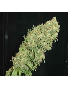 FANTASEEDS - Caramella - 1