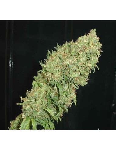 FANTASEEDS - Caramella - 1