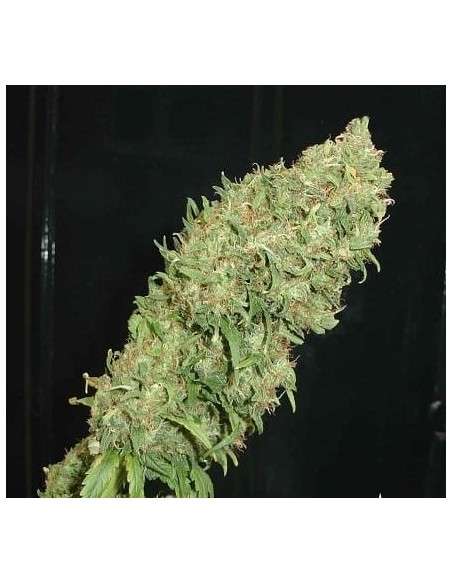 FANTASEEDS - Caramella - 1