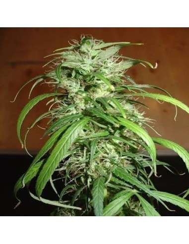 FANTASEEDS - Haze - 1