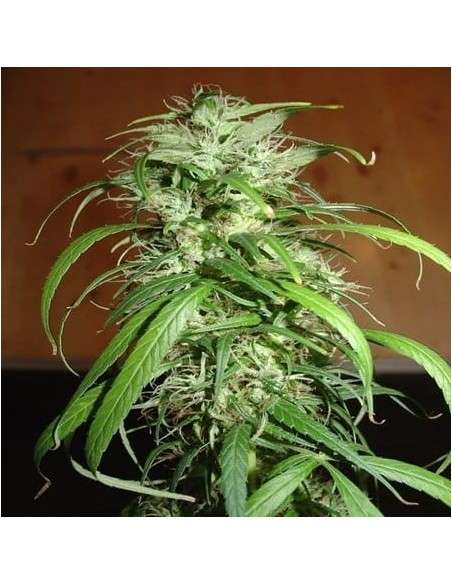 FANTASEEDS - Haze - 1