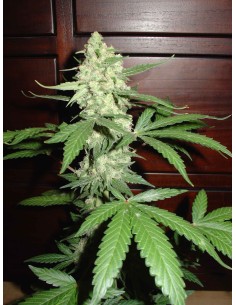 FANTASEEDS - Homegrown Cheese - 1
