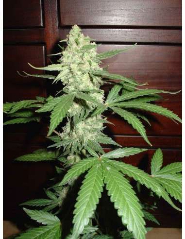 FANTASEEDS - Homegrown Cheese - 1