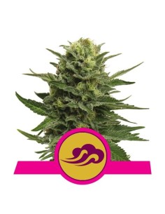 ROYAL QUEEN SEEDS - Blue Mystic - 1
