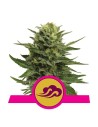 ROYAL QUEEN SEEDS - Blue Mystic - 1
