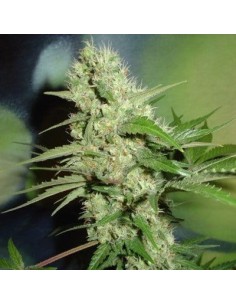 FANTASEEDS - Jack Herer - 1