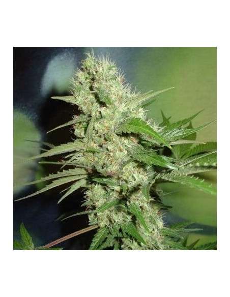 FANTASEEDS - Jack Herer - 1