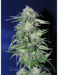 FANTASEEDS - K2 - 1