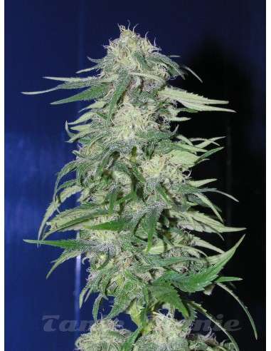 FANTASEEDS - K2 - 1