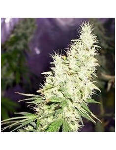 FANTASEEDS - Masterkush - 1