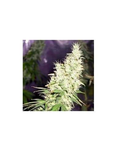 FANTASEEDS - Masterkush - 1