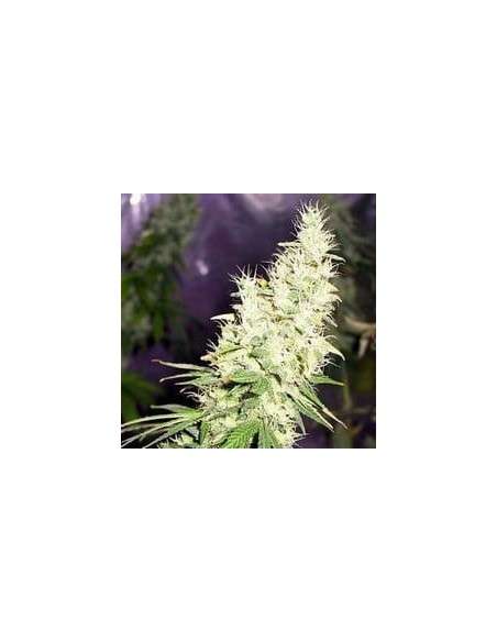 FANTASEEDS - Masterkush - 1