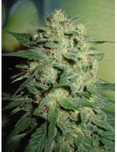 FANTASEEDS - Northern Lights - 1