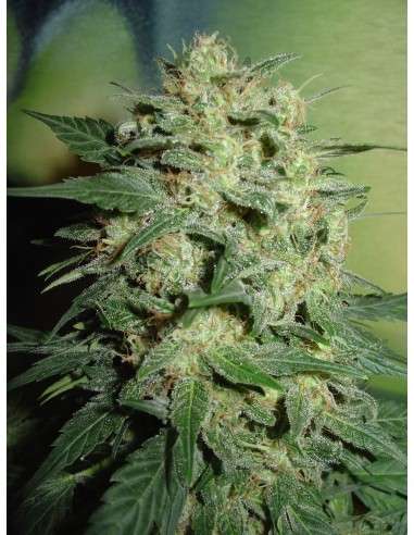 FANTASEEDS - Northern Lights - 1