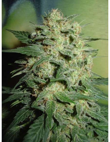 FANTASEEDS - Northern Lights - 1