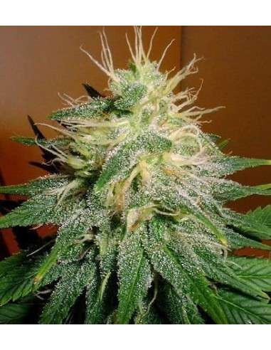 FANTASEEDS - Skunk 1 - 1