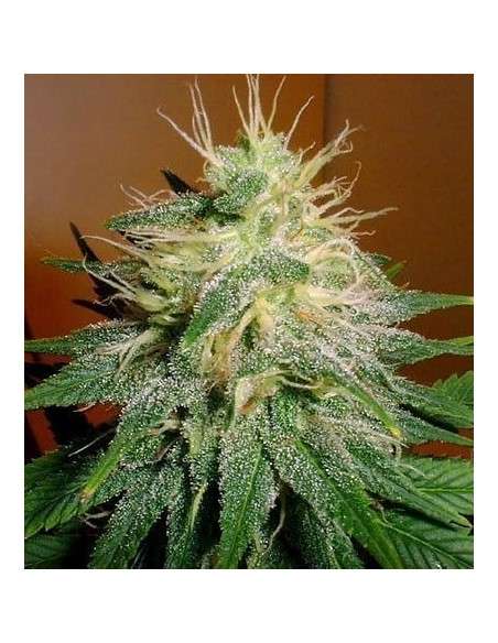 FANTASEEDS - Skunk 1 - 1