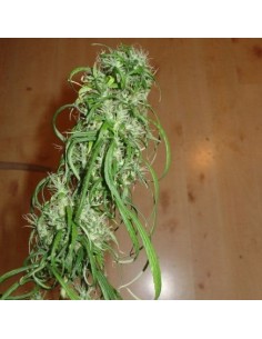 FANTASEEDS - SPR Haze - 1
