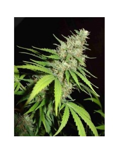 FANTASEEDS - Top 44 - 1