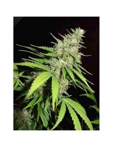 FANTASEEDS - Top 44 - 1