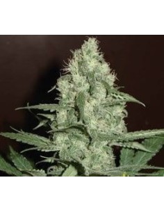 FANTASEEDS - Blue Pearl Auto - 1