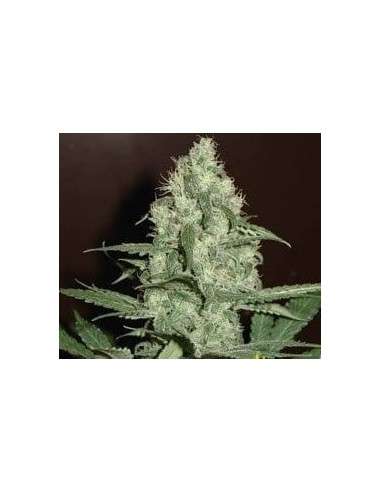 FANTASEEDS - Blue Pearl Auto - 1