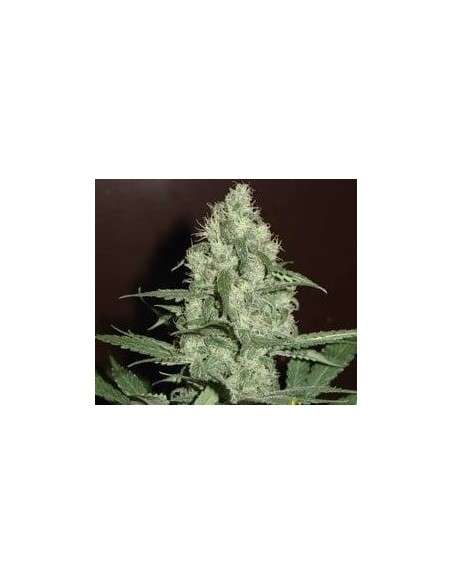 FANTASEEDS - Blue Pearl Auto - 1