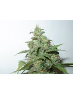 FANTASEEDS - Caramella Auto - 1