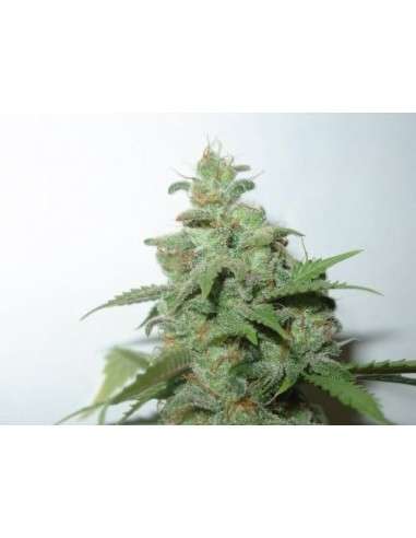 FANTASEEDS - Caramella Auto - 1